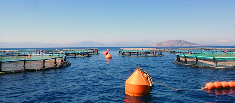 agroinvestFishFeed