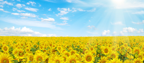 agroinvestSunflowers2